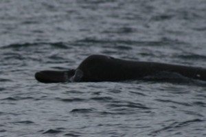 Arnoux's Beaked Whale