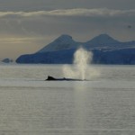 (47) whales surfacing in the morning