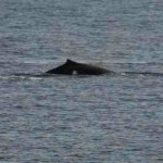 Arnouxs beaked whale