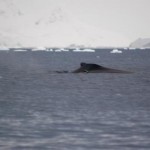 Crittercam on whale
