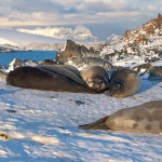 (40) Elephant seals on Torgerson with Palmer in the distance