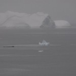 Humpback in Flandres Bay