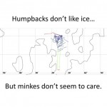 Humpbacks ice extinction