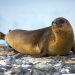 (56) Elephant Seal on Torgerson Island