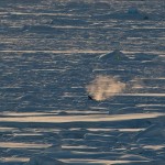 Minke whale breath