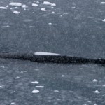 (66) Snow on a humpback