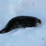 Weddel Seal