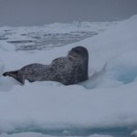 Weddell Seal