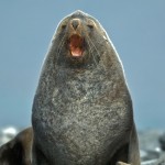 Antarctic Fur seal