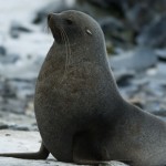 Fur seals rest on an ice floe.