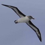 (16) grey-headed albatross