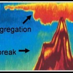 The 'krill volcano.'