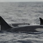 (72) Killer Whales