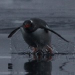 (43) Penguin in Piccard Cove