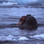 (89)Leopard seal eating penguin