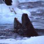 (90) Leopard Seal