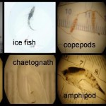 zooplankton