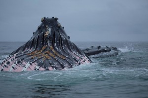 Feeding Humpbacks