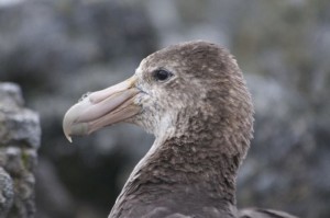 Giant Petrel Head