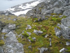 Mosses and Lichens