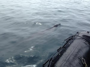 leopard seal palmer