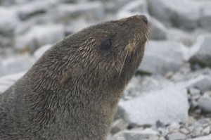 Antarctic Fur Seal