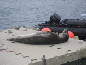 Lep on the Dock