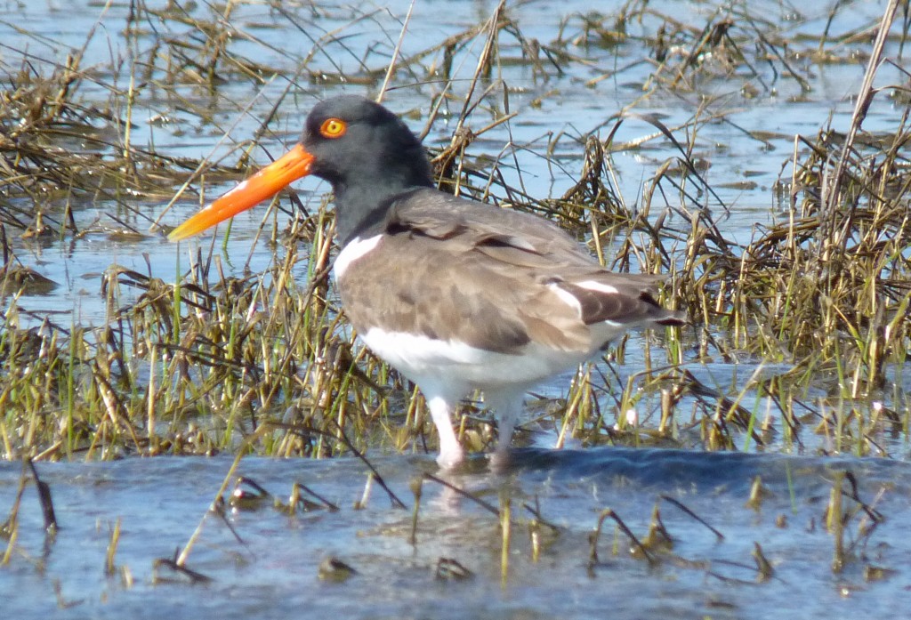 American Oystercatcher, Rachel Carson National Estuarine Reserve, Beaufort, NC