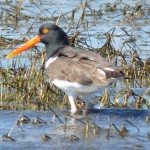 American Oystercatcher, Rachel Carson National Estuarine Reserve, Beaufort, NC