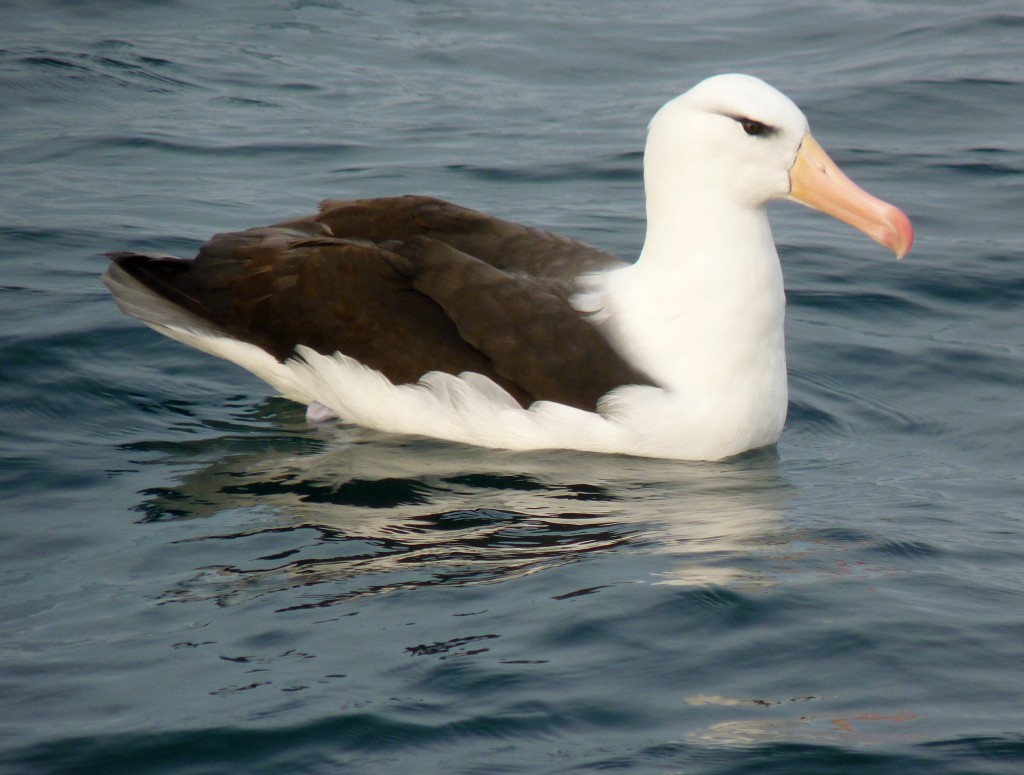 Black-browed Albatross off Cape Hatteras, first photographic record for NC