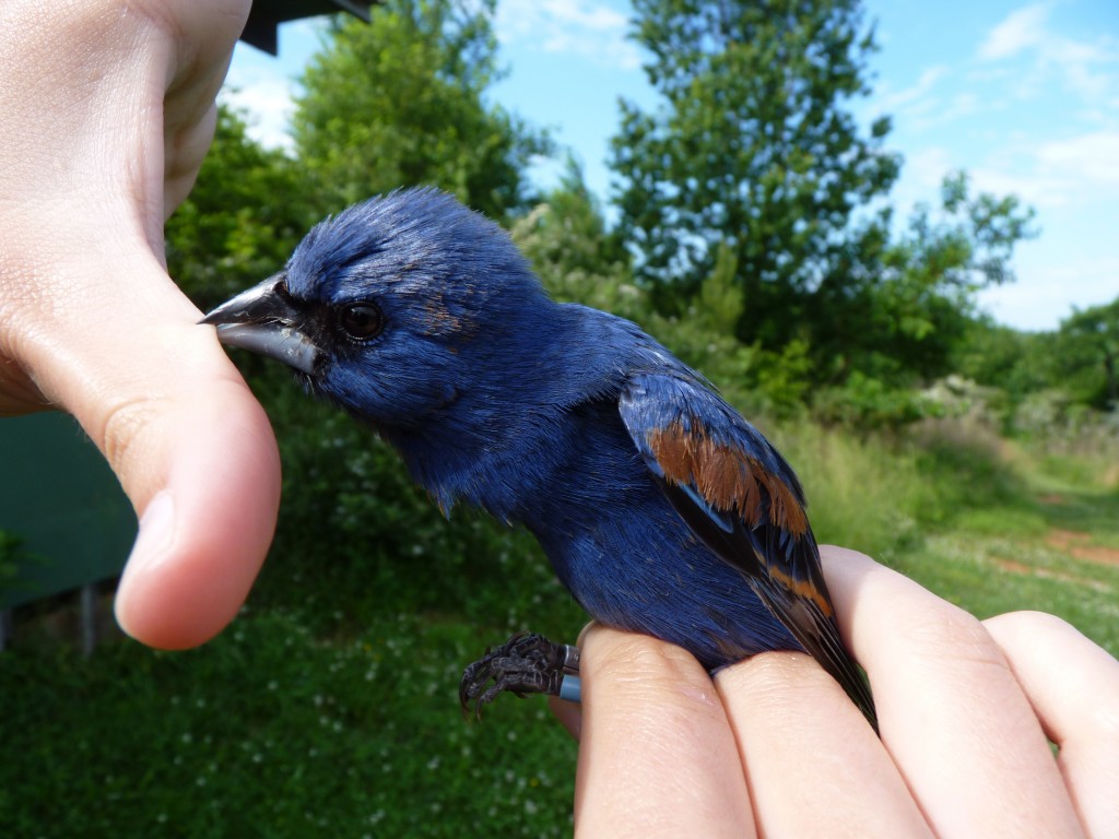 The terrifying Blue Grosbeak-asaurus