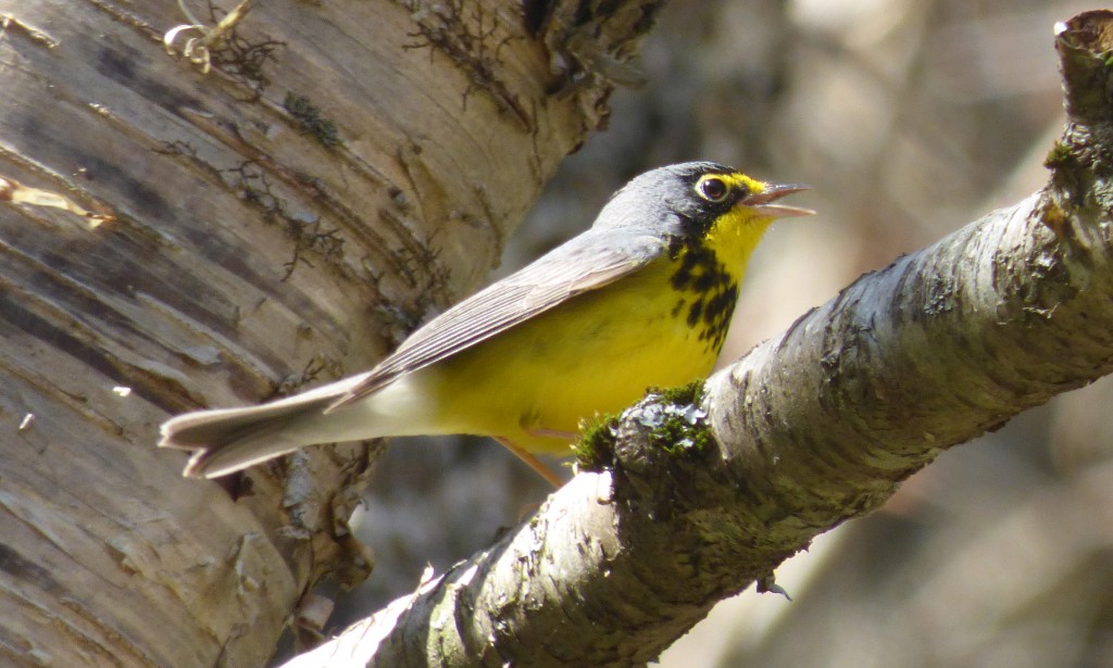 looking at a Canada Warbler on the Blue Ridge Parkway -- way more fun than writing about the Odyssey