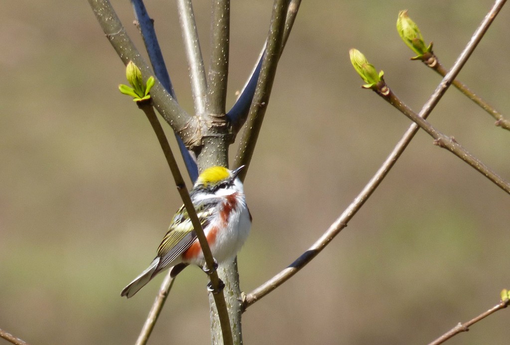Chestnut-sided Warbler, Max Patch Road, Haywood Co., NC