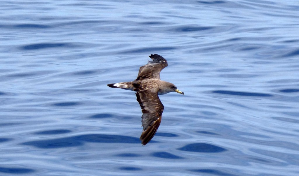 Cory's Shearwater, pelagic waters off Cape Hatteras, NC