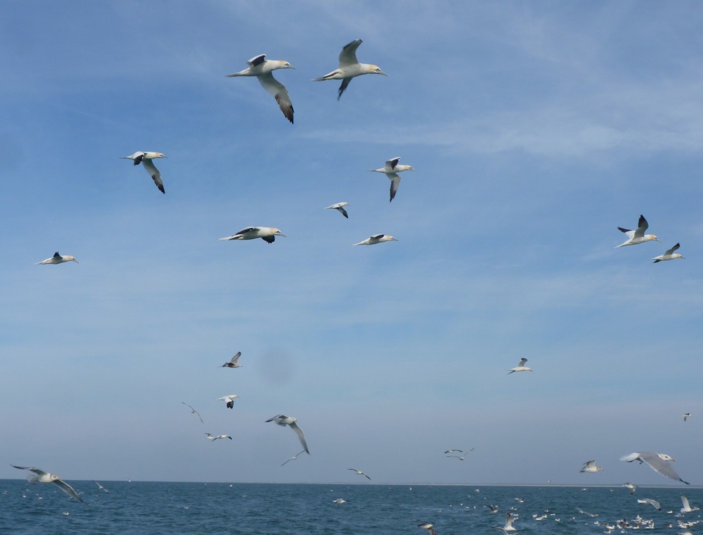 Northern Gannets off Cape Hatteras, NC