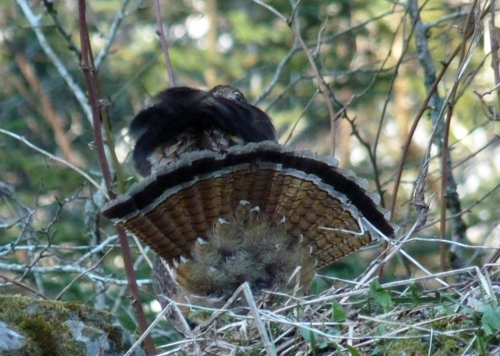 business end of a displaying Ruffed Grouse, Great Smokey Mountains National Park