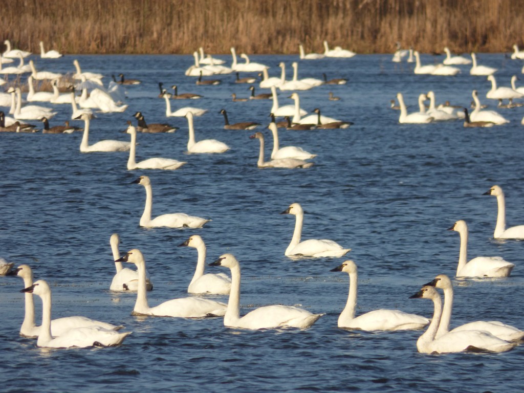 Tundra Swans, Canada Geese and Northern Pintail, Mattamuskeet National Wildlife Refuge