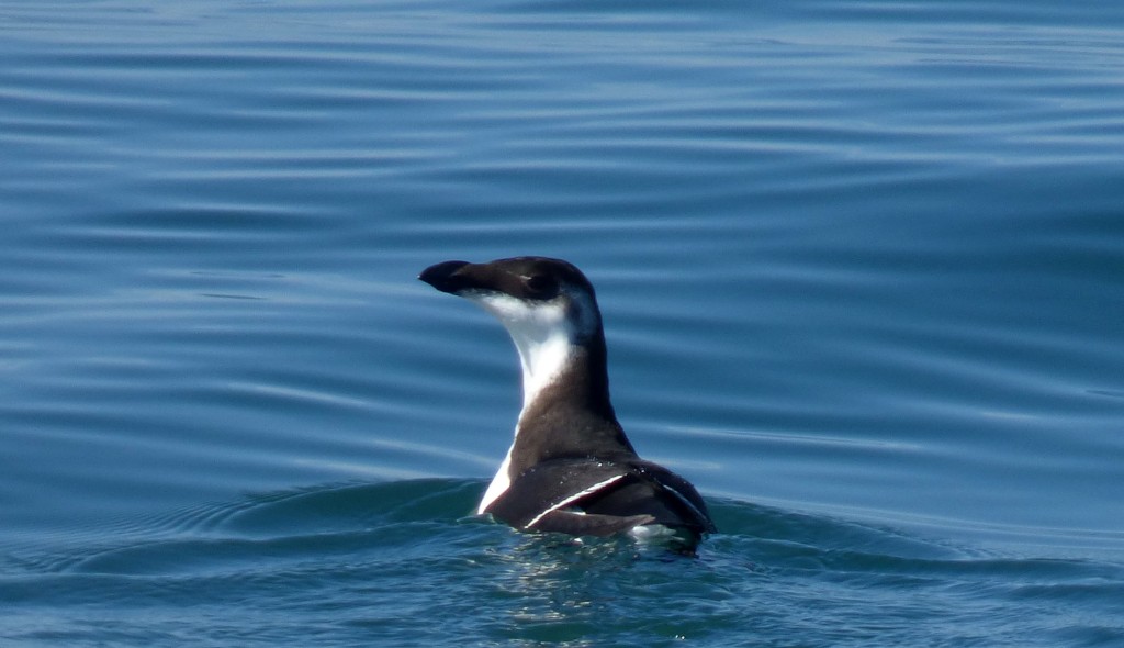 Razorbill, Cape Hatteras, NC