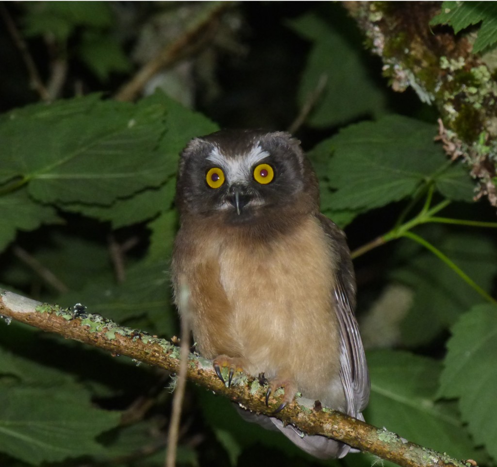 Baby Northern Saw-whet Owl, Devil's Courthouse