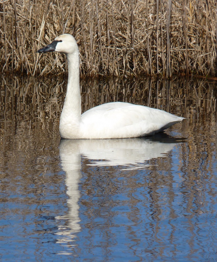 Tundra Swan, Mattamuskeet NWR