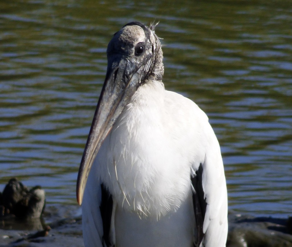 Wood Stork, Huntington Beach State Park, SC