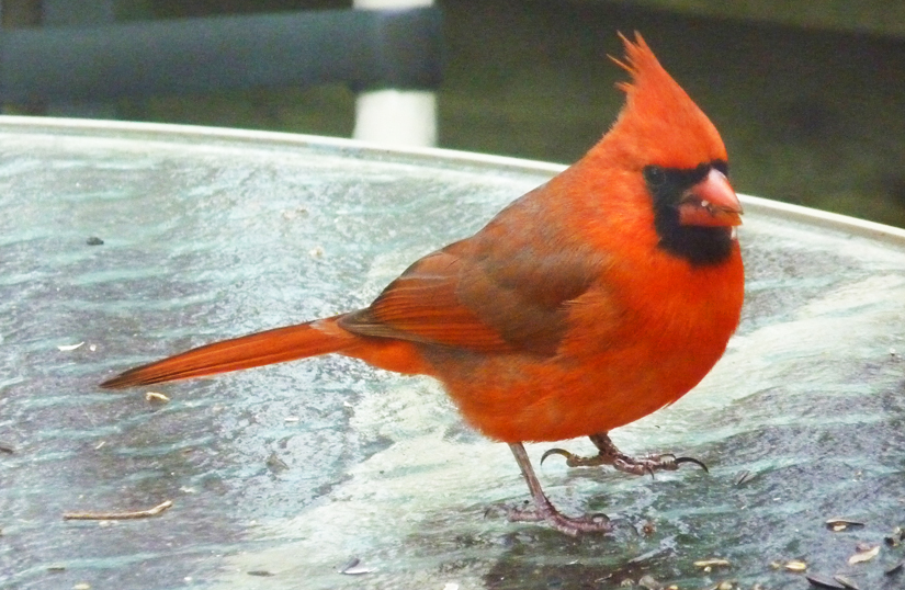 Northern Cardinal, the NC state bird, Durham, NC