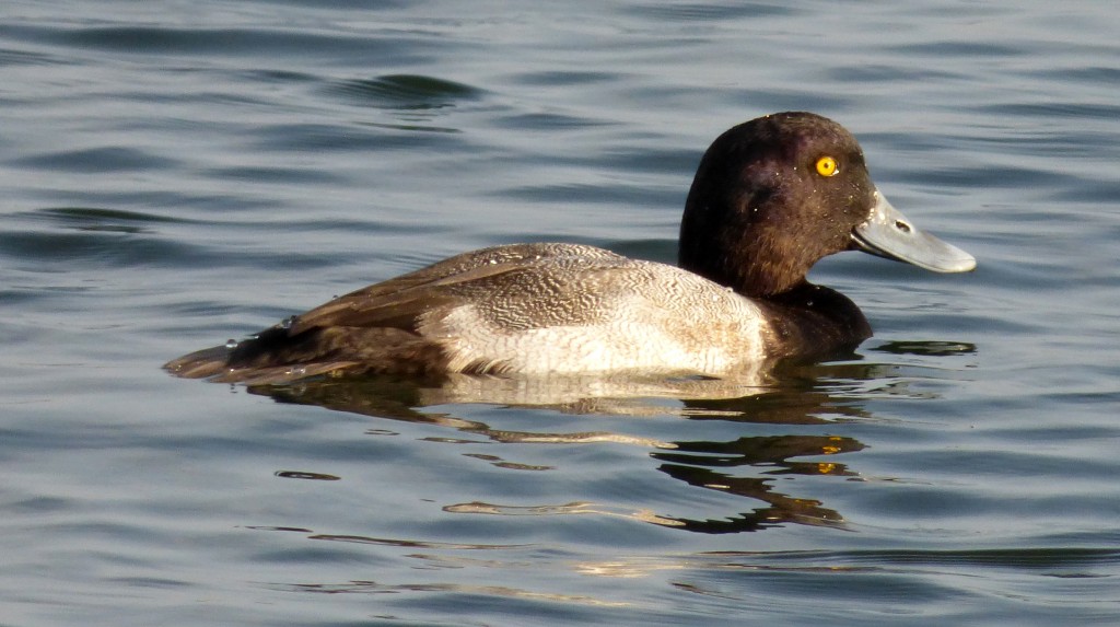 Greater Scaup, Washington County