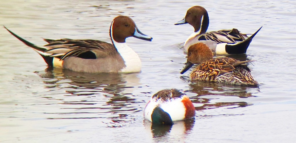 Northern Pintail and Northern Shoveler (front) Bodie Island Lighthouse