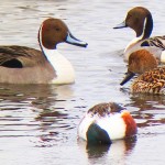 Northern Pintail and Northern Shoveler (front) Bodie Island Lighthouse