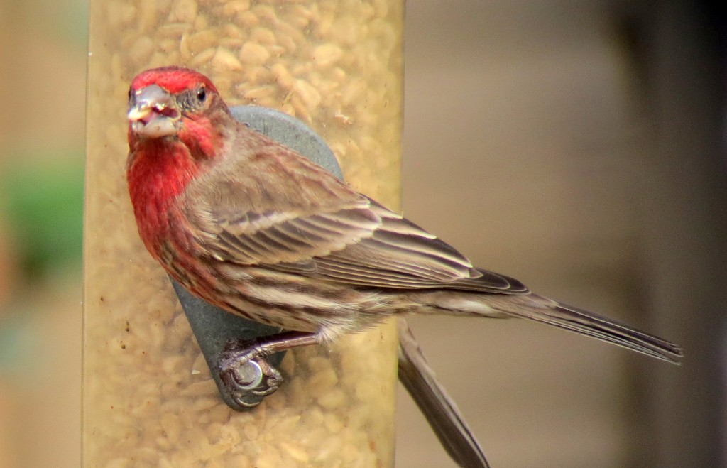 House Finch (not to be confused with Purple Finch) Durham, NC