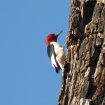 Red-headed Woodpecker (not to be confused with Red-bellied Woodpecker), Jordan Lake, NC