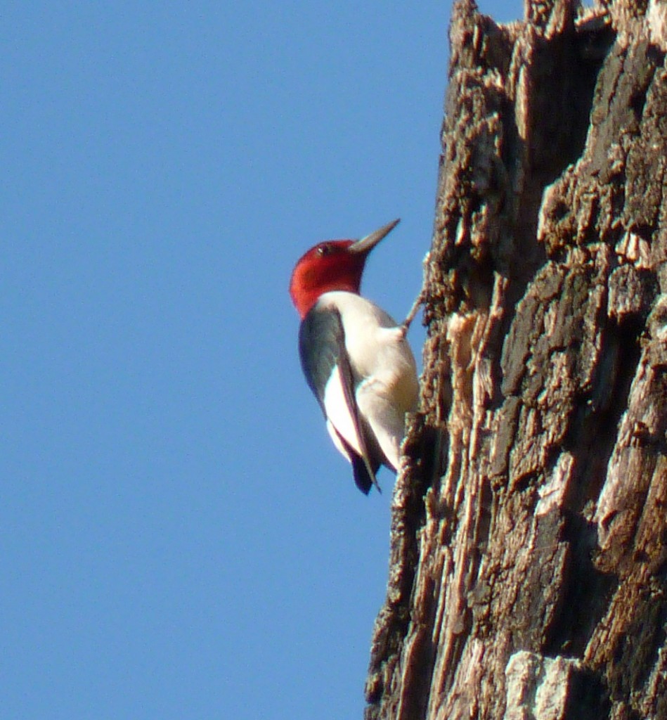 Red-headed Woodpecker (not to be confused with Red-bellied Woodpecker), Jordan Lake, NC