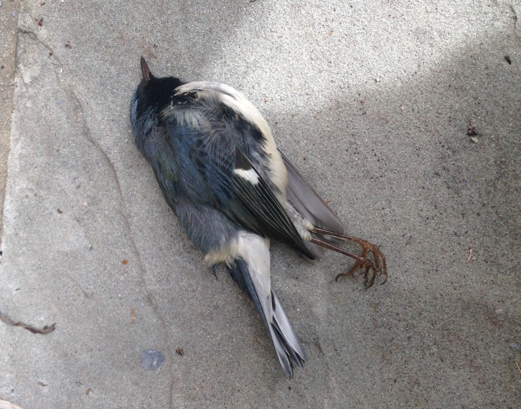 Black-throated Blue Warbler, window collision victim at CIEMAS