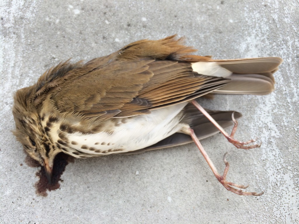 Hermit Thrush, the victim of a window collision at the LSRC A-wing, 12/1/2014